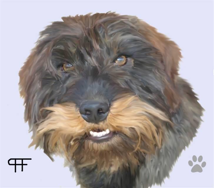 Tegninger af andres hunde - Gravhund Alonzo. billede 152