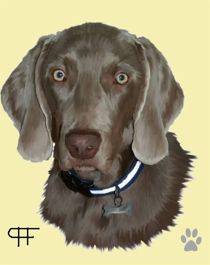 Tegninger af andres hunde - Weimaraner Kenzo. billede 153