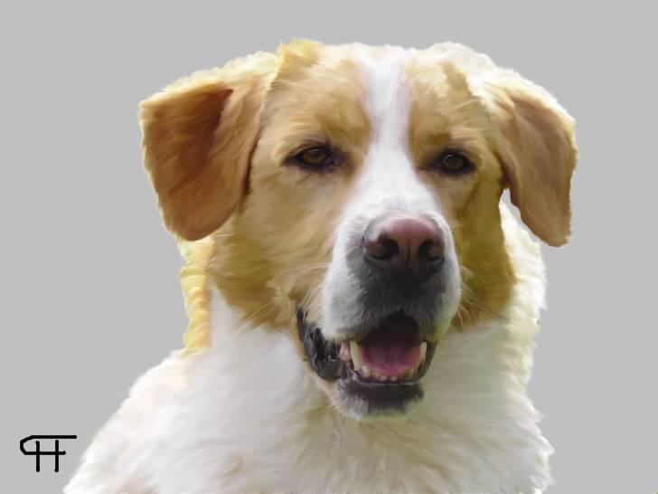 Tegninger af andres hunde - Blanding af racer Kato. billede 154