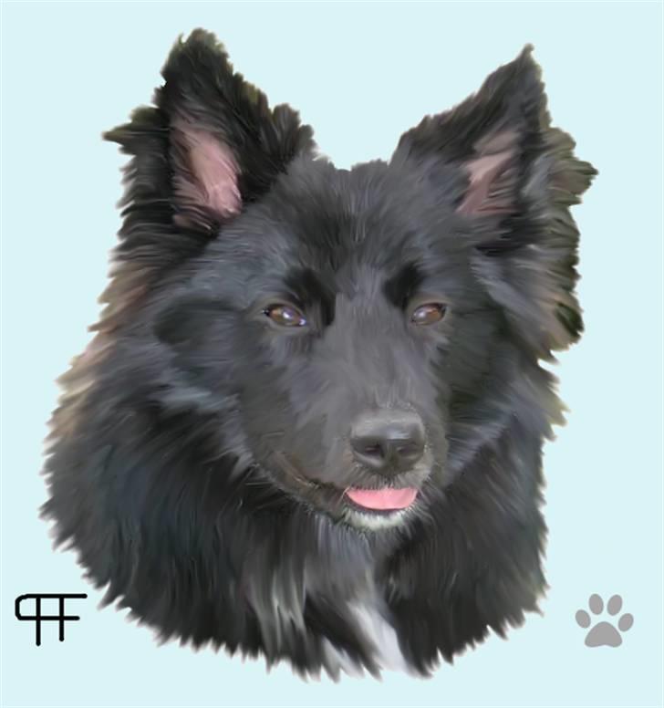 Tegninger af andres hunde - Islandsk fårehund Godrumgårds Krissa. billede 155