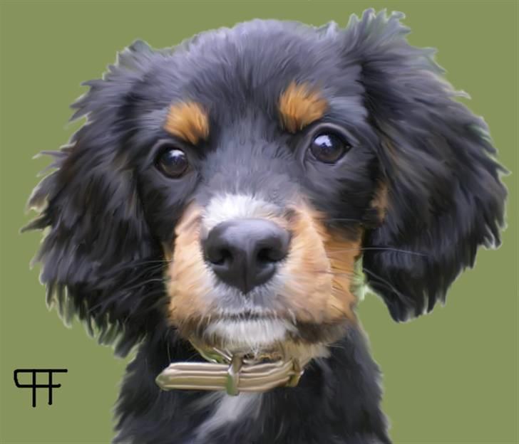 Tegninger af andres hunde - Blanding af racer Tarzan. billede 157