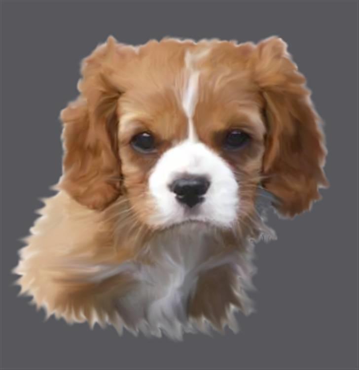 Tegninger af andres hunde - Cavalier king charles spaniel Nuggi. billede 158