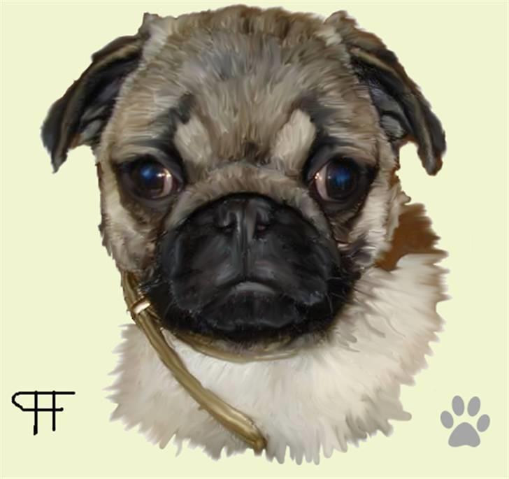 Tegninger af andres hunde - Mops Fie. billede 159