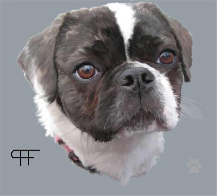 Tegninger af andres hunde - Blanding af racer Coco. billede 160