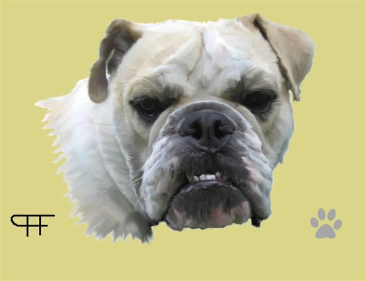 Tegninger af andres hunde - Engelsk bulldog Bertha. billede 161