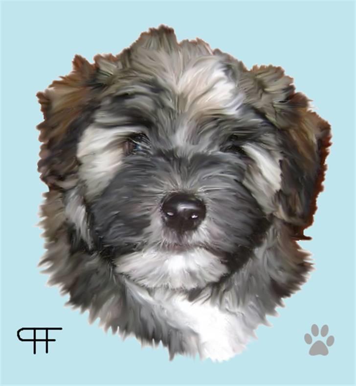 Tegninger af andres hunde - Bichon havanais Lauri. billede 162