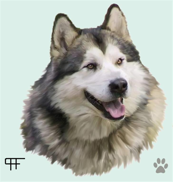 Tegninger af andres hunde - Alaskan malamute Lano. billede 163
