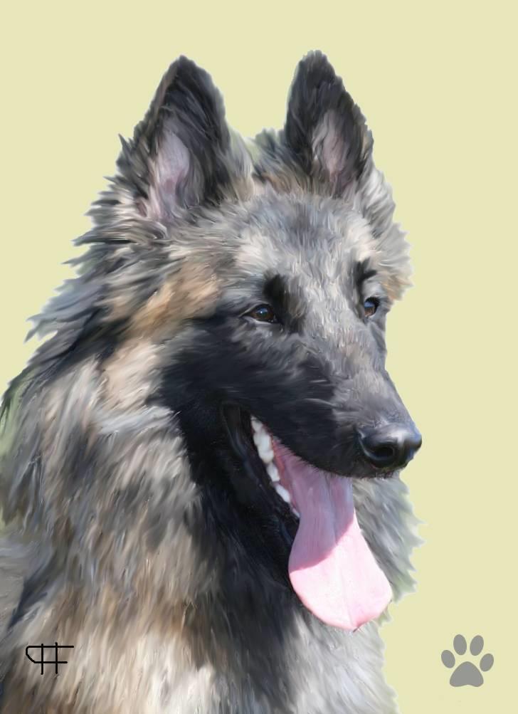 Tegninger af andres hunde - Tervueren Mattie. billede 164