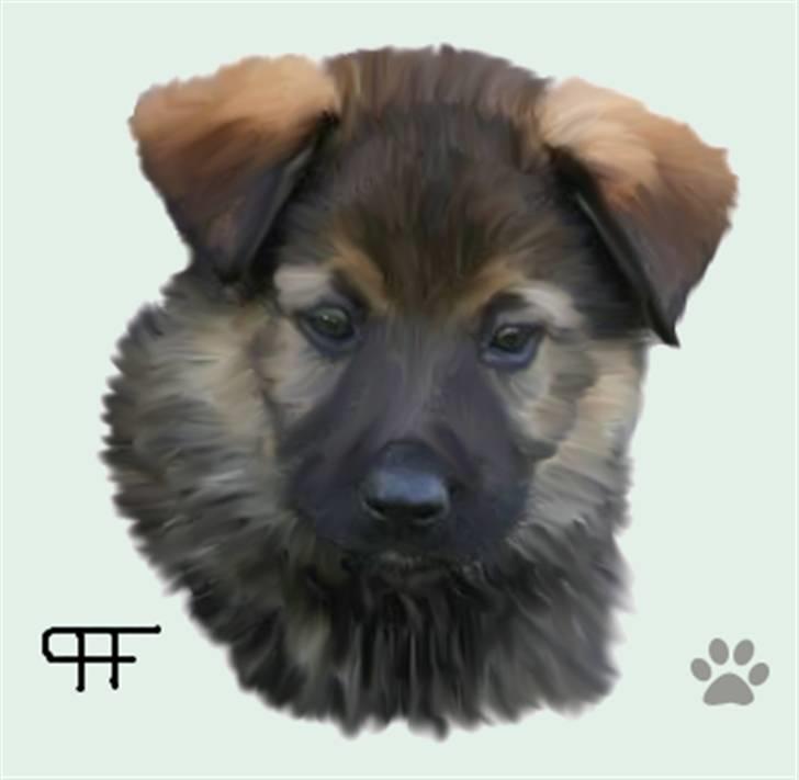 Tegninger af andres hunde - Blanding af racer Anton. billede 165