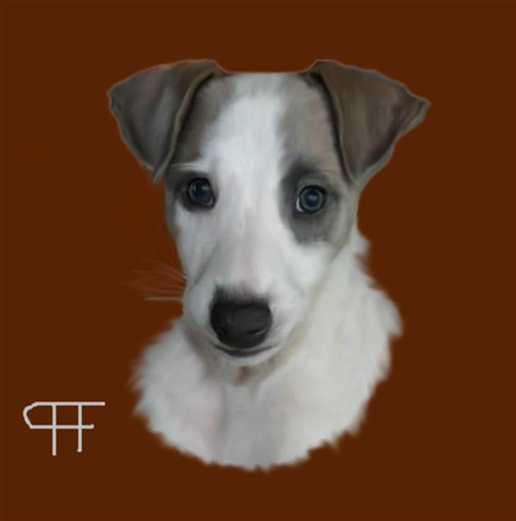 Tegninger af andres hunde - Whippet Tanalorn's Beacan. billede 166