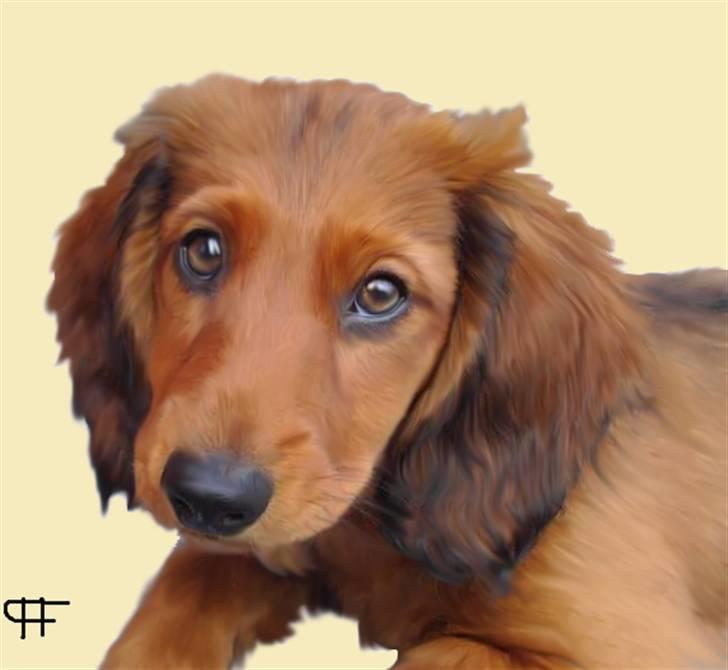 Tegninger af andres hunde - Gravhund Mollie. billede 168