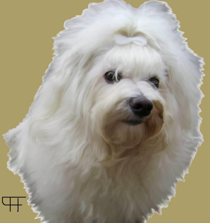 Tegninger af andres hunde - Bichon havanais Jabir's Danés Jalapeno. billede 170