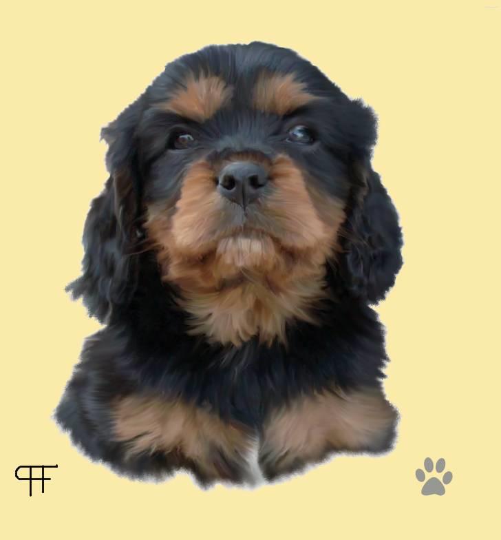Tegninger af andres hunde - Cavalier king charles spaniel Vildas Max. billede 171