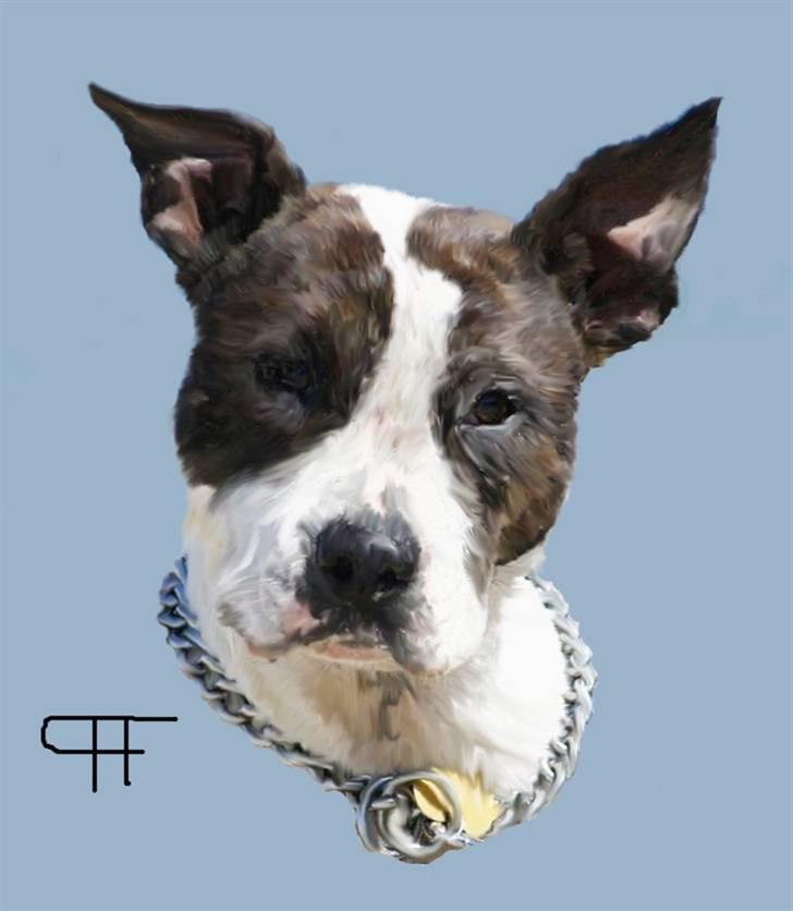 Tegninger af andres hunde - Amerikansk staffordshire terrier Northern Amstaffs Freya. billede 174