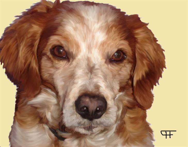 Tegninger af andres hunde - Breton Zako. billede 175