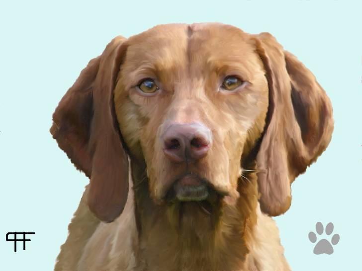 Tegninger af andres hunde - Vizsla Lucca. billede 176