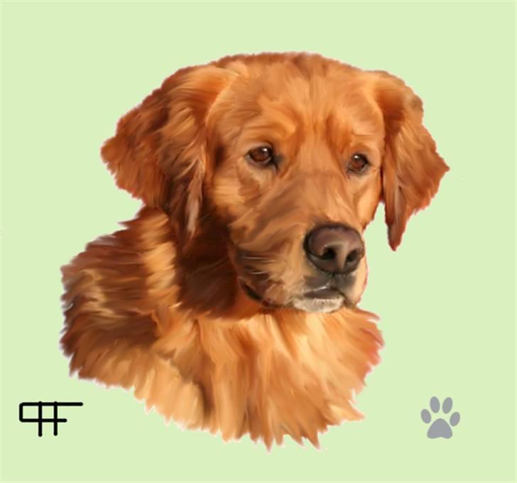Tegninger af andres hunde - Golden retriever Pepsi. billede 177