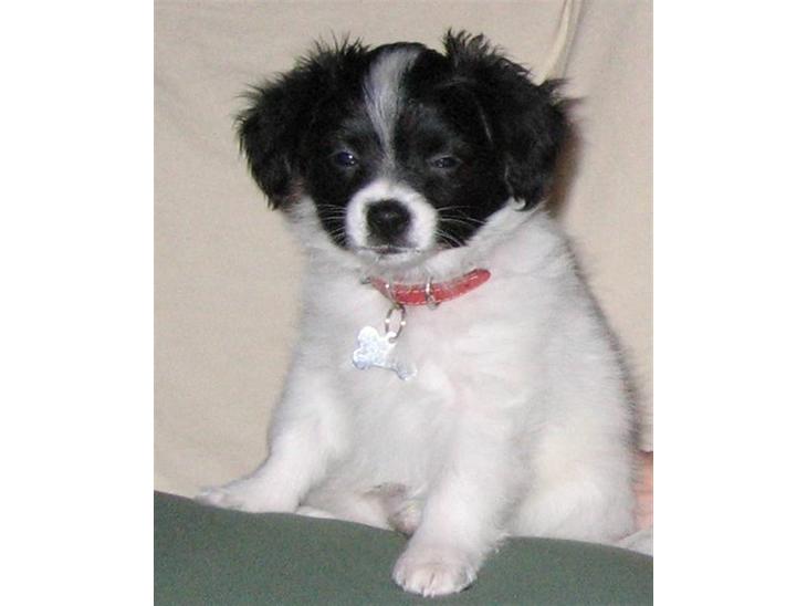 {{currentPhoto.altText}} billede {{currentPhoto.number}}