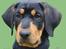 Tegninger af andres hunde - Blanding af racer Pumba.