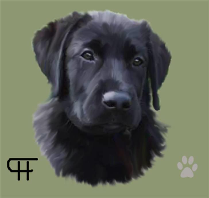 Tegninger af andres hunde - Blanding af racer Cita . billede 179