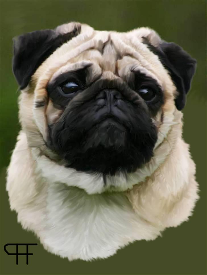Tegninger af andres hunde - Mops Humphrey Bogart . billede 181