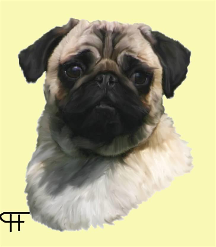 Tegninger af andres hunde - Mops Audrey Hepburn . billede 182
