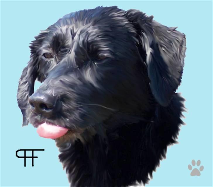 Tegninger af andres hunde - Labrador retriever Molly. billede 184