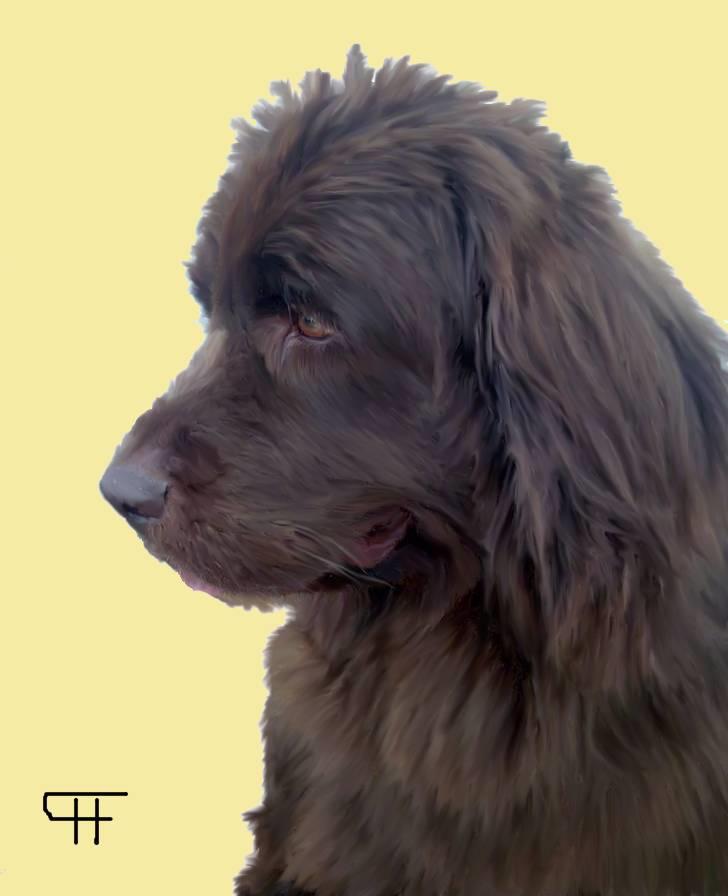 Tegninger af andres hunde - Newfoundlænder Beauty Newetta's. billede 185