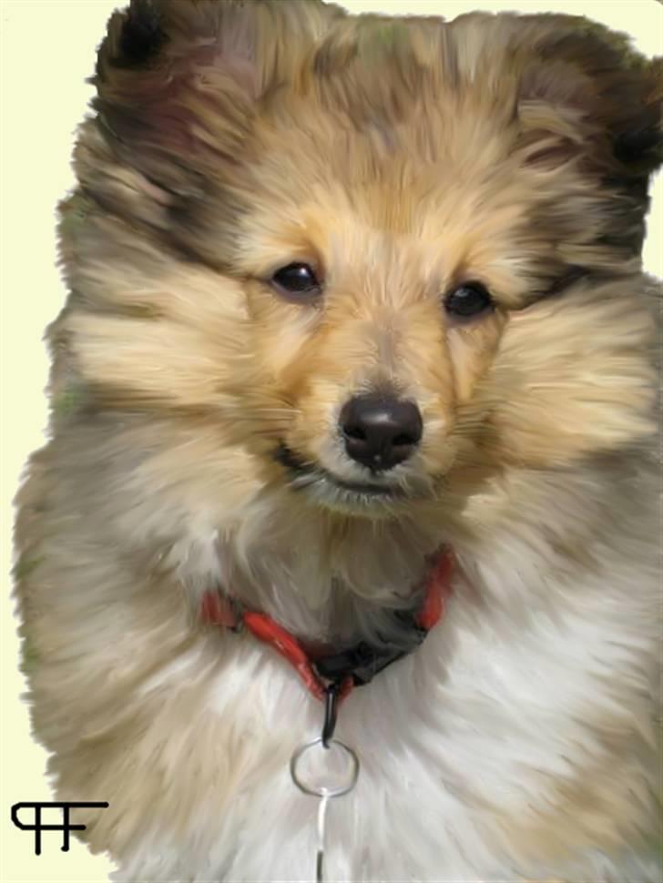 Tegninger af andres hunde - Shetland sheepdog Tilde. billede 186