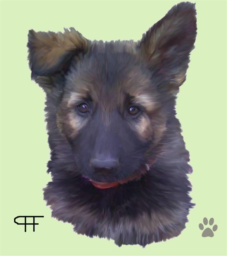 Tegninger af andres hunde - Schæferhund Asbis Fiona. billede 187
