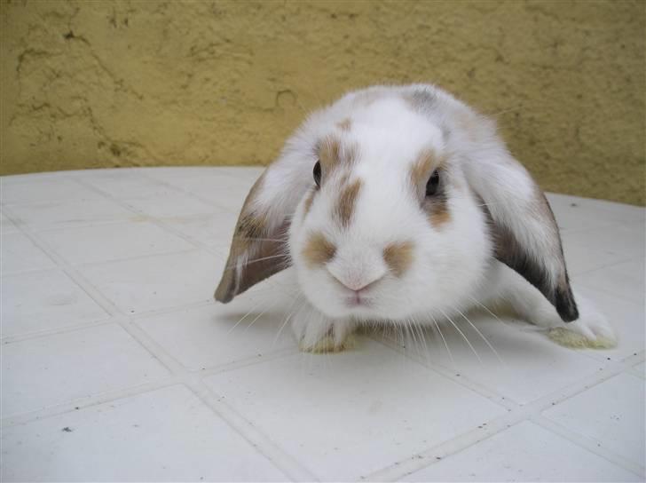 Mine kanin unger - Dejlig og smuk dreng som Louisa selv beholder billede 7