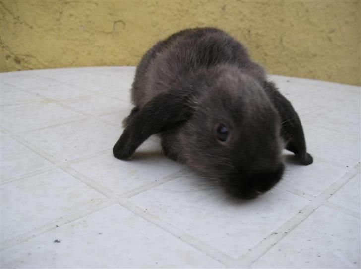 Mine kanin unger - Zobel farvet hun.........ja hun hedder Zobel og hende har jeg også beholdt, hun er godt nok blevet meget smuk og dejlig. billede 2