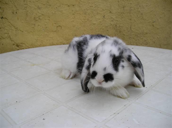 Mine kanin unger - Yndig lille pige som jeg selv beholder........
Hun hedder Shekkie og er bare så dejlig. billede 3