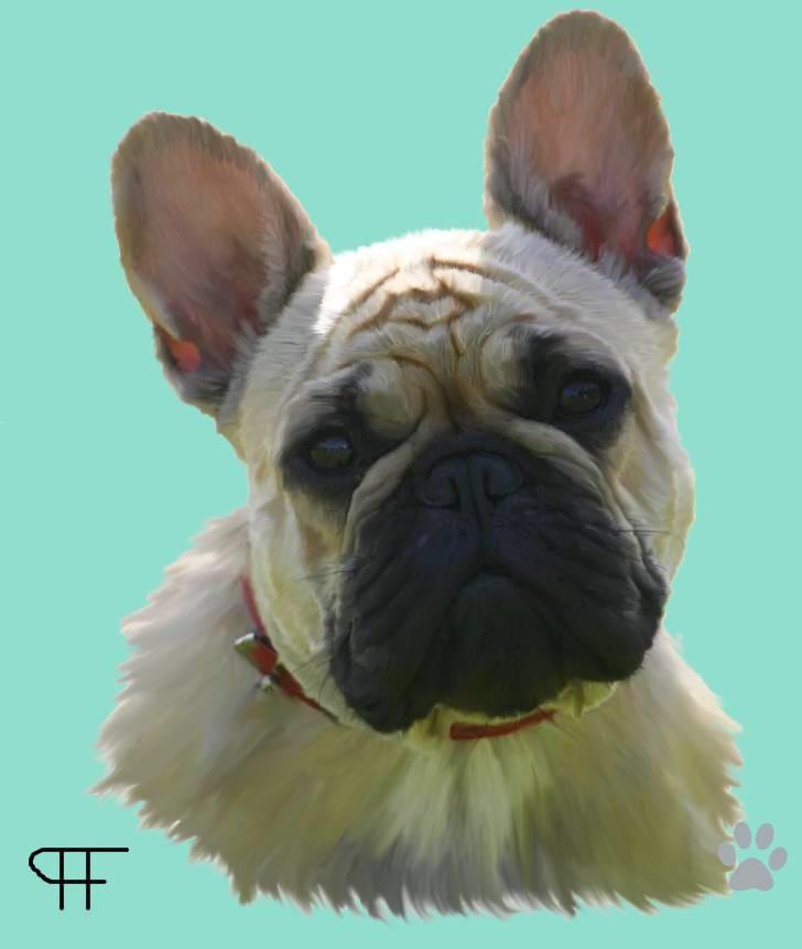 Tegninger af andres hunde - Fransk bulldog Tira. billede 189