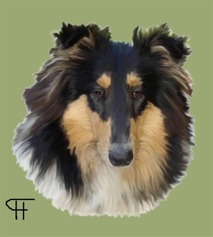 Tegninger af andres hunde - Collie langhåret Frida. billede 190