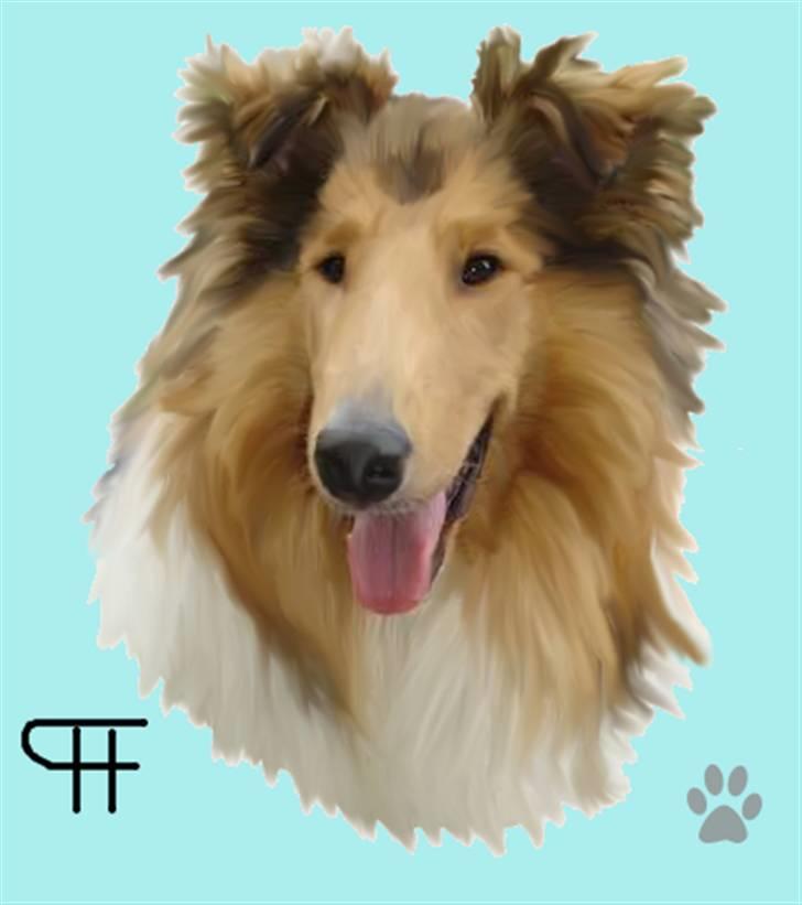 Tegninger af andres hunde - Collie langhåret Fie. billede 191