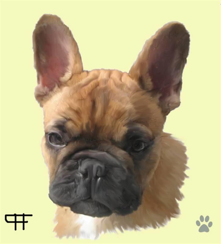 Tegninger af andres hunde - Fransk bulldog Bamsen Xander. billede 193