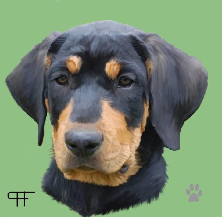 Tegninger af andres hunde - Blanding af racer Pumba. billede 194
