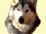 Tegninger af andres hunde - Alaskan malamute Tkaya.