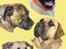 Tegninger af andres hunde - Pigerne