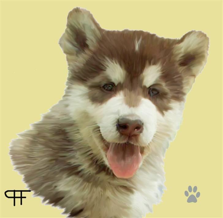 Tegninger af andres hunde - Alaskan malamute Sakima. billede 195