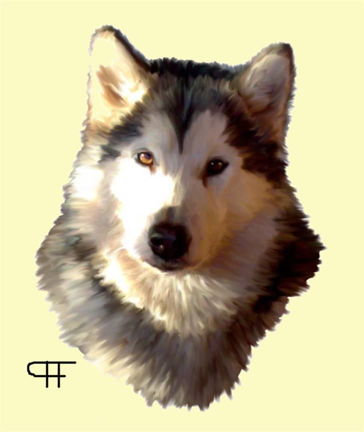 Tegninger af andres hunde - Alaskan malamute Tkaya. billede 196