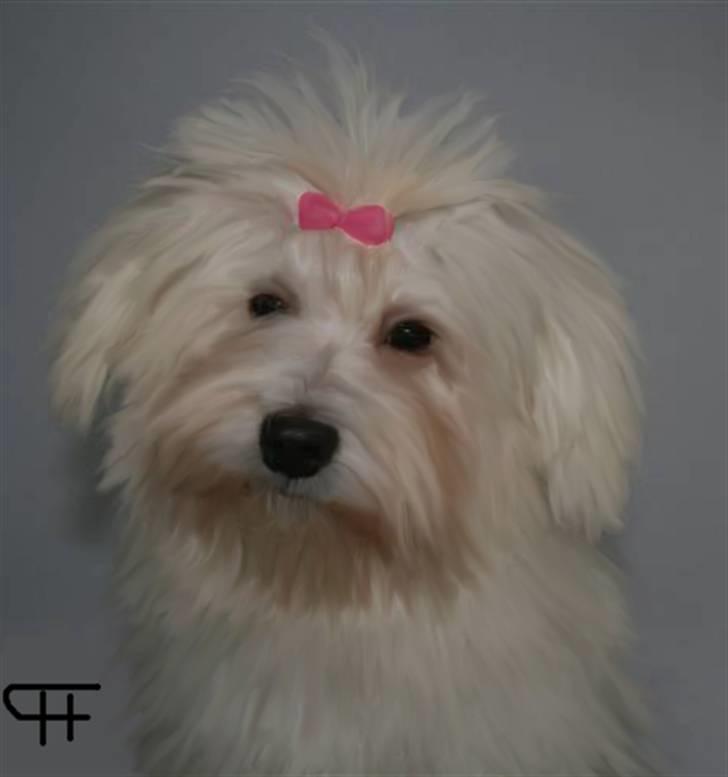 Tegninger af andres hunde - Bichon havanais Cadence. billede 202