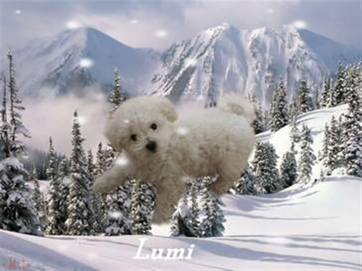 Superskønne tegninger og billeder fra andre - Fra Schæferhundeelskeren. Skøn baggrund!! Tak!! billede 8