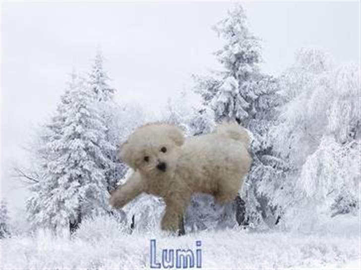 Superskønne tegninger og billeder fra andre - Fra Schæferhundeelskeren. Min egen lille snehund. Perfekte billeder :) Tusind tak. billede 9