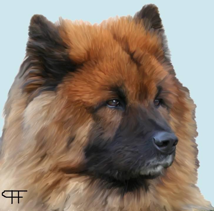 Tegninger af andres hunde - Eurasier Yasmo. billede 204