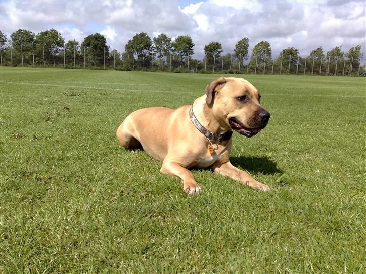 Legestue i Næstved billede 1