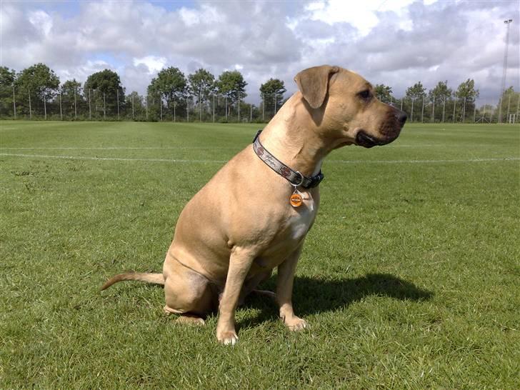 Legestue i Næstved billede 2