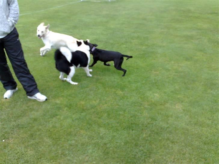 Legestue i Næstved billede 6