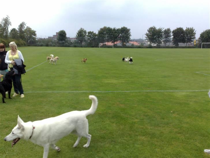 Legestue i Næstved billede 7